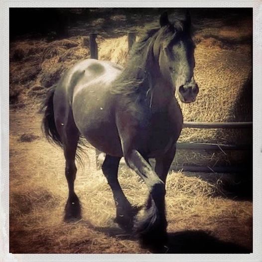 Zeus! British Dune Pony Photo by Mary Ludington