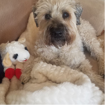 Casey my favorite Wheaten Terrier