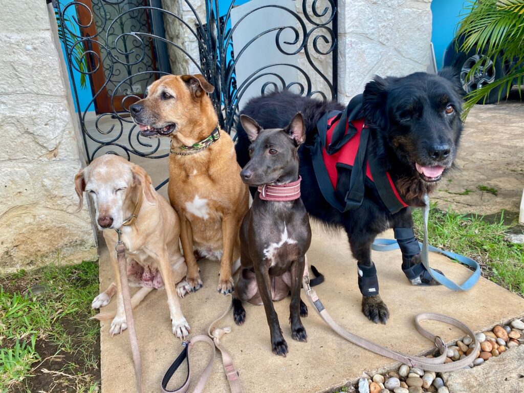 Four dogs looking like. a family on a doorstep.